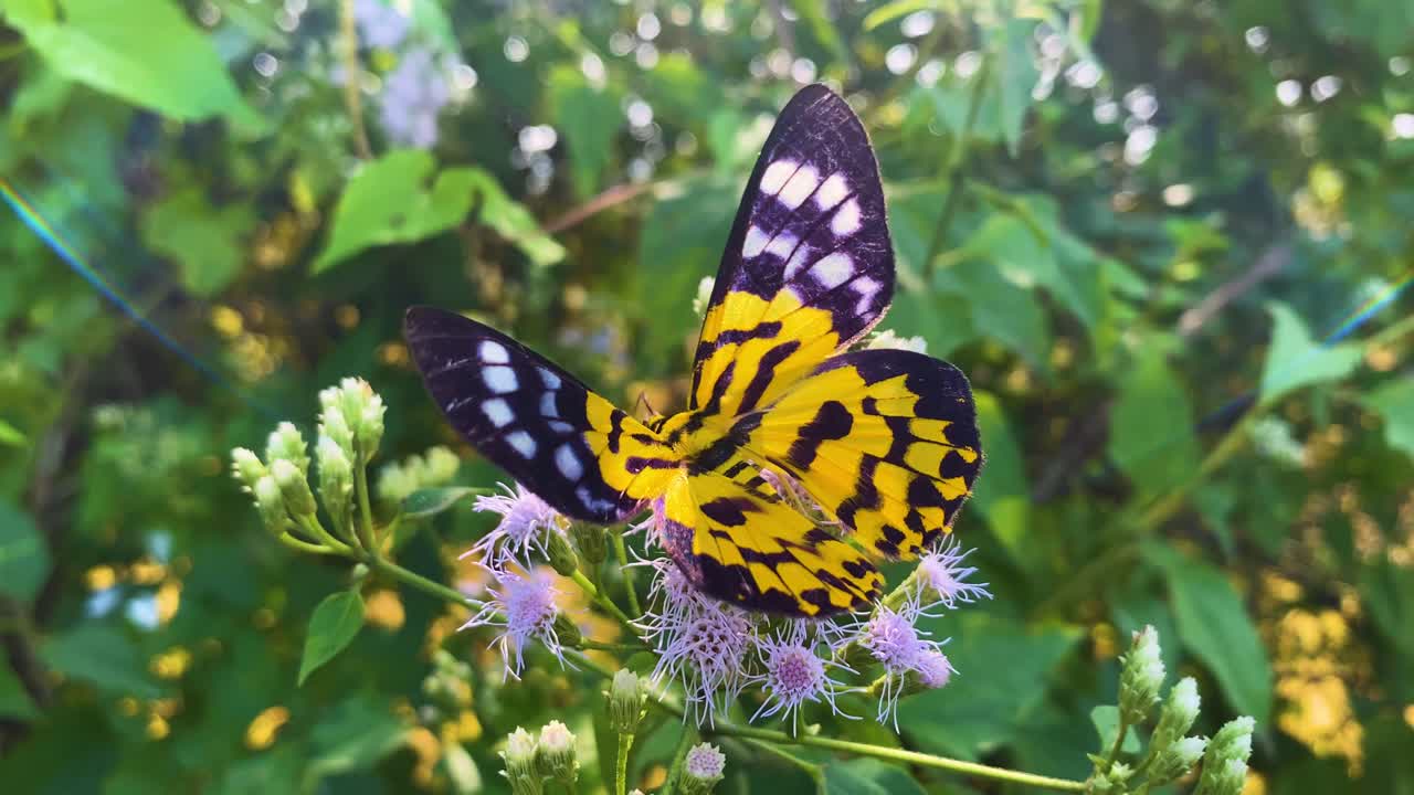 Falena (farfalla) su un fiore di Siam Weed con le ali spiegate nella natura verde