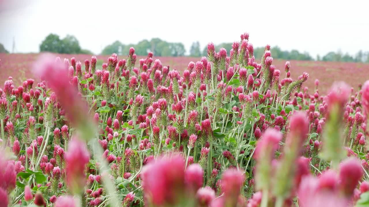 Red clover crops growing in agricultural landscape, static close up view