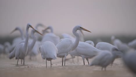 flock of great egrets in fogy morning of winter
