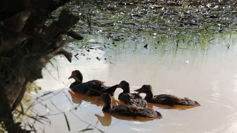 Ente-In-Einem-Teich-In-Der-Provinz-Surin,-Thailand