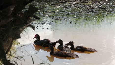 duck in a pond
at surin province, thailand