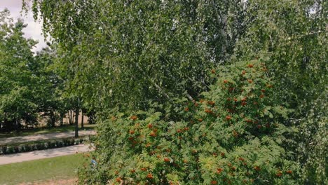 Antena,-Vista-Del-árbol-De-Serbal-Alto,-Flotando-Lentamente-Junto-Al-árbol-Durante-El-Clima-Ventoso,-Hojas-De-árbol-Verde-Y-Serbal-Rojo