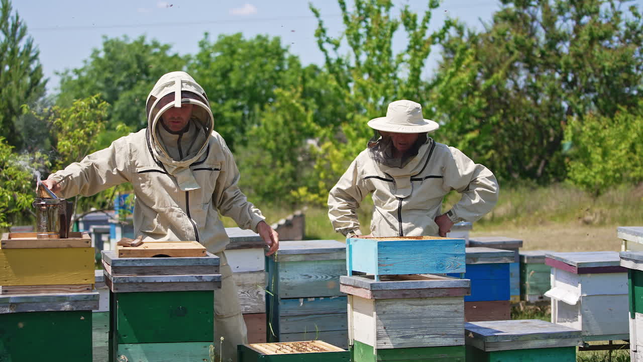 Two Caucasian beekeepers working at apiary on sunny summer day. Man in special hat uses smoker to calm down bees. Green trees at backdrop.