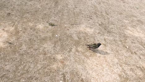 a starling moves on sandy ground