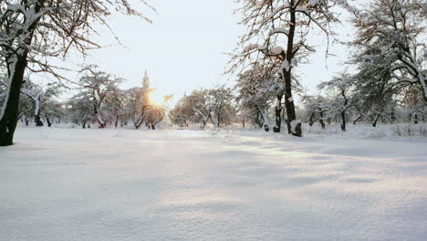 aerial close up flying over frozen treetops in snowy mixed forest at misty sunrise. golden sun rising behind icy mixed forest wrapped in morning fog and snow in cold winter. stunning winter landscape