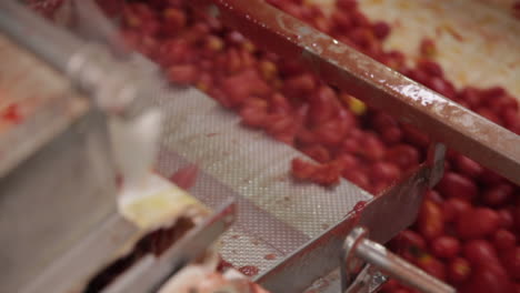 línea de producción de tomates: tomates procesados en una fábrica, estados unidos