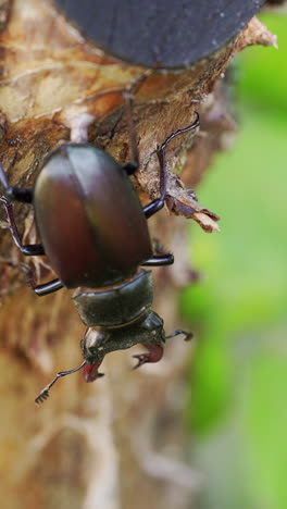stag-beetle the world's largest saw-tooth stag beetle with long and sharp jaws , in tropical forest. vertical video