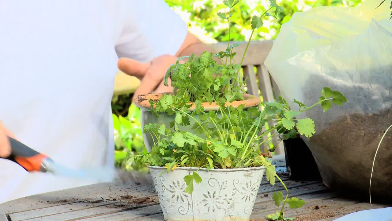 Man sitting potting plants in the garden