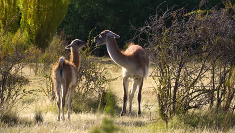 dos guanacos en el parque nacional patagonia, chile