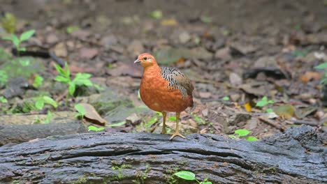 seen on top of a fallen rotting log walking towards the left, ferruginous partridge caloperdix oculeus, thailand