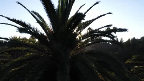 toma de un dron de una gran palmera que se desplaza hacia abajo durante la hora dorada de la puesta de sol con el sol asomándose a través de una palmera y un cielo azul claro en los ángeles, parque de california