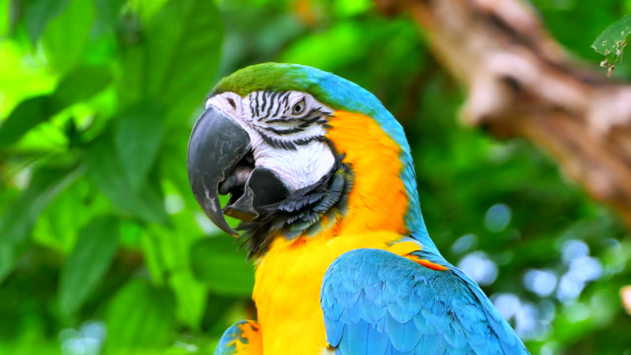 el loro guacamayo descansando, con los ojos cerrados, durmiendo en la rama de la jungla
