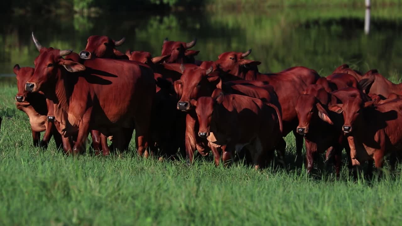 Mandria di zebù marroni condotta da un contadino cowboy a cavallo.