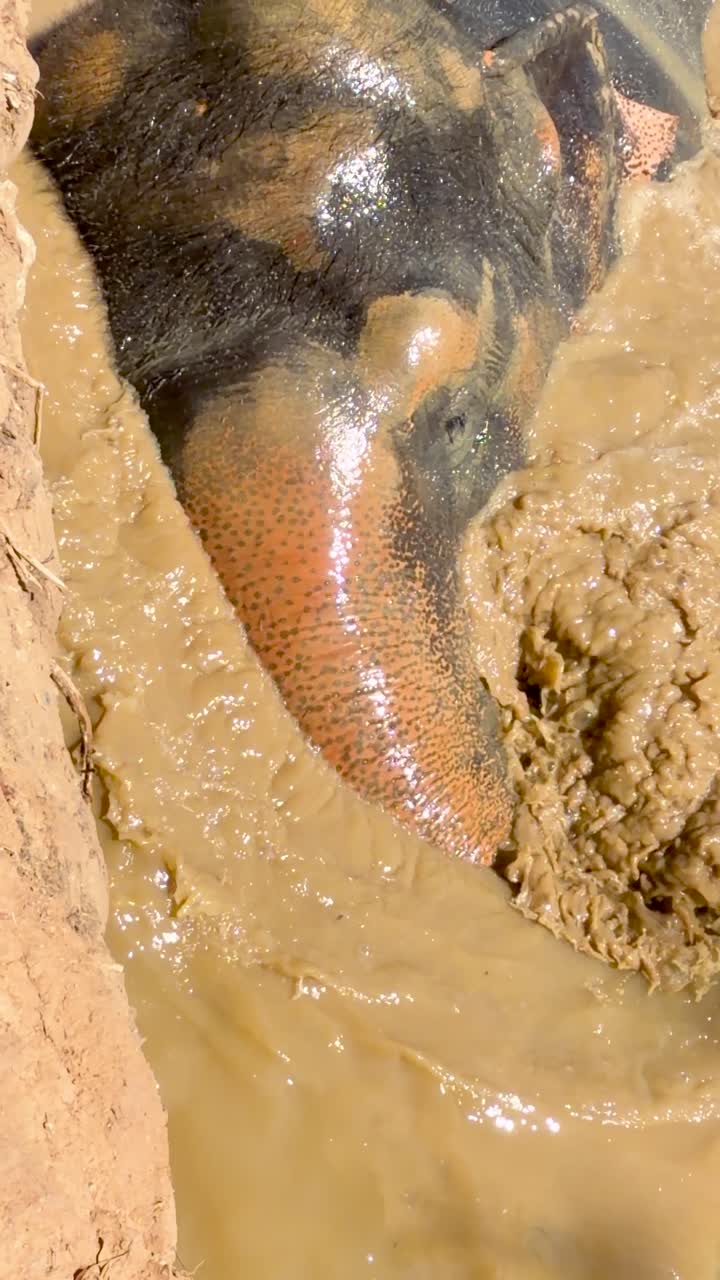 Vista dall'alto di un elefante che sguazza in acqua fangosa sotto la brillante luce solare tropicale in Thailandia