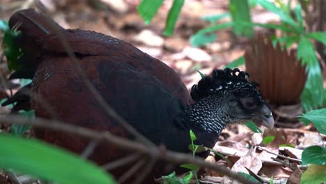 female great curassow, crax rubra spotted in the wild, picking up twigs and fallen leaves on the forest ground, close up shot capturing nest building behaviour of a bird species