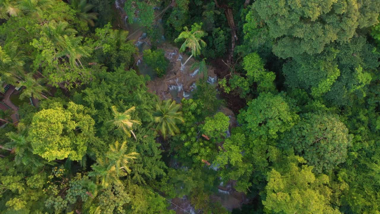halcones o águilas vuelan sobre las selvas de jamaica. cascada en jamaica. cascadas del río dunns y parque de jamaica. ocho ríos. jardín de tranquilidad.