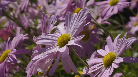 group of purple-garden, flora, perennial, wildflower michaelmas daisy flowers in a small garden on a sunny and bright day