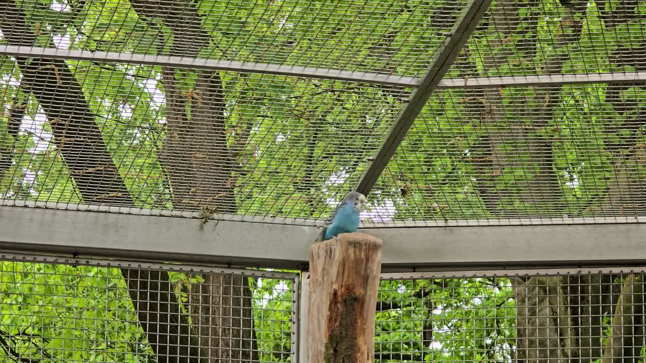 A blue budgie sits on a tree trunk and looks around.