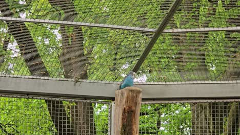 a blue budgie sits on a tree trunk and looks around.