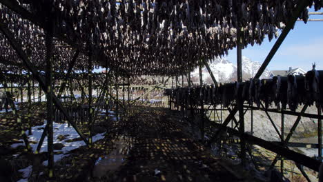 Cod-Stockfish-drying-on-wooden-racks-in-Henningsvaer-Norways-oldest-fishing-village,-Forwarding-shot