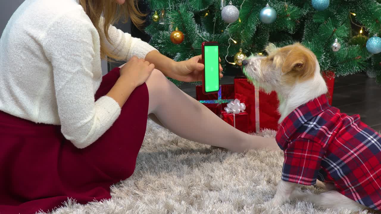 한 소녀가 빨간 셔츠를 입은 개와 크리스마스 트리 의 초록색 화면을 가진 스마트폰을 보여준다.