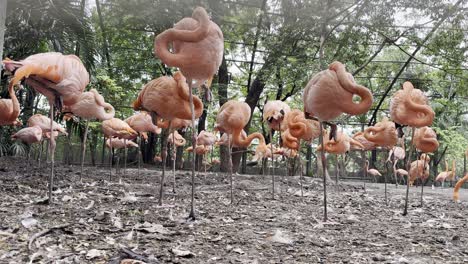 the group of american_flamingo birds
