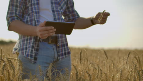 Granjero-Que-Usa-Tableta-En-Campo-De-Trigo.-Científico-Que-Trabaja-En-El-Campo-Con-Tecnología-Agrícola.-Cerca-De-La-Mano-Del-Hombre-Tocando-Tablet-Pc-En-Tallos-De-Trigo.-Agrónomo-Investigando-Espigas-De-Trigo