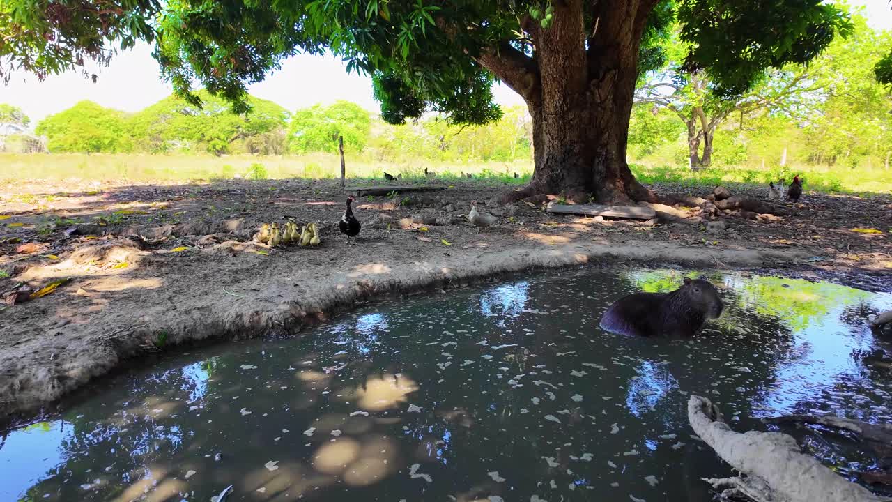 Large capybara bathing in a muddy pond on a rural farm with ducks