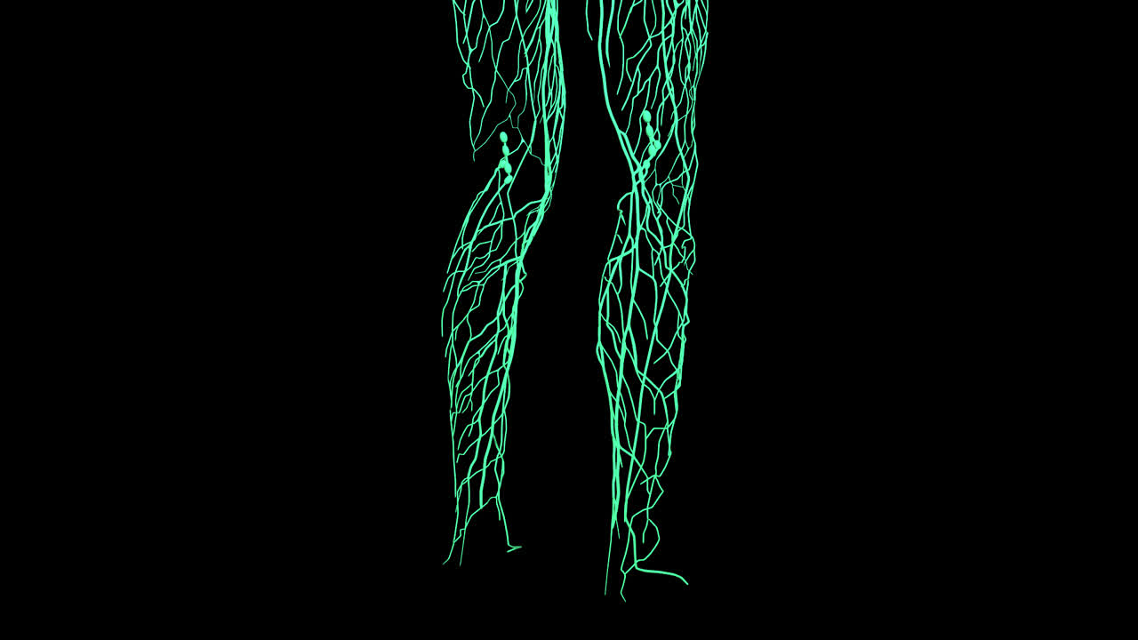 Human Leg Vascular System