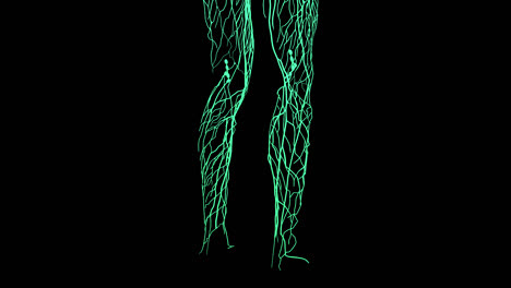 human leg vascular system