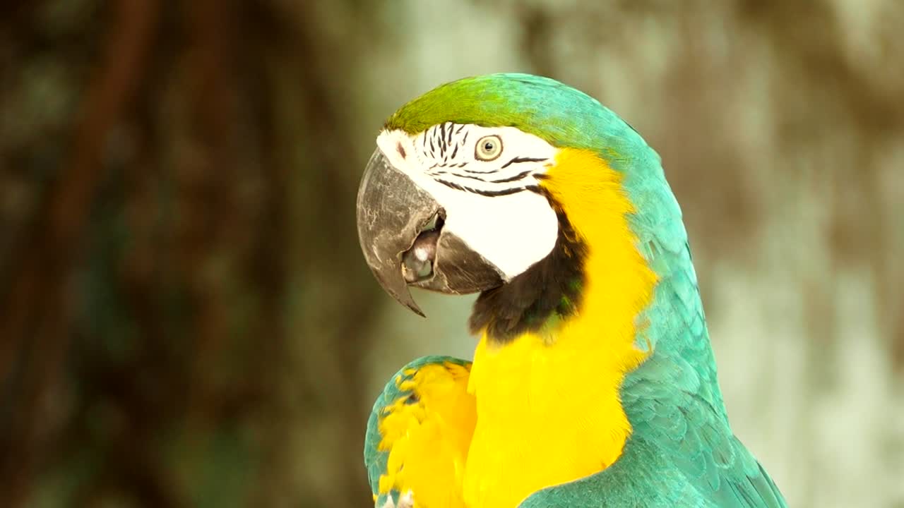 el pájaro guacamayo de chiang mai, tailandia