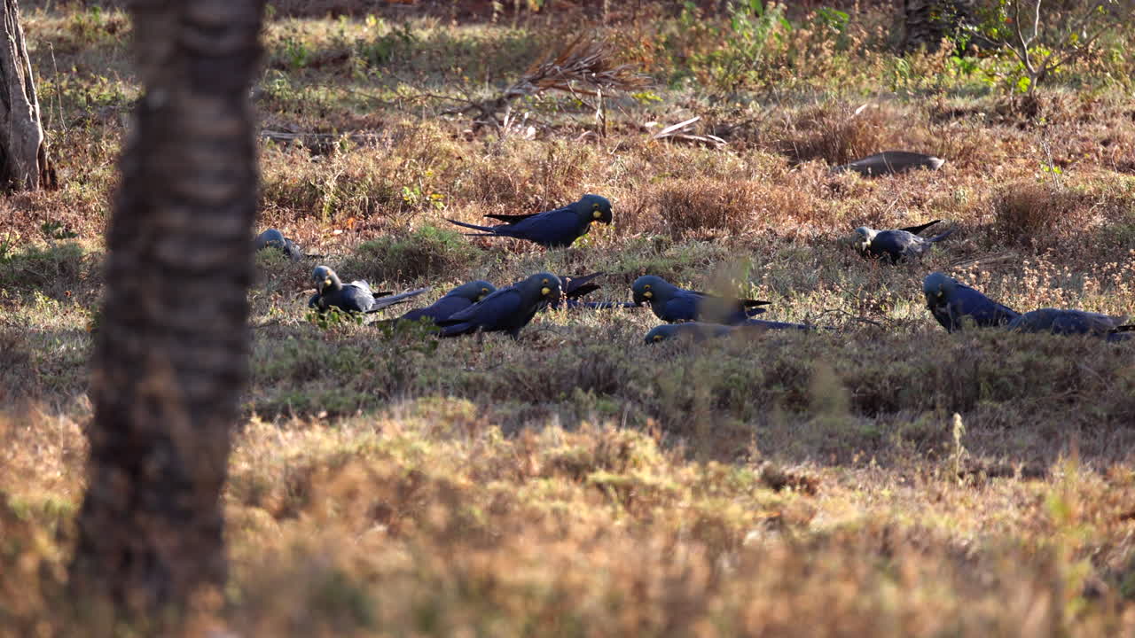 el loro índigo de lear se alimenta en el suelo de nueces de palma licuri, bahía tropical brasil- ángulo alternativo