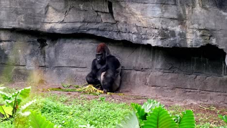 a large gorilla eating some bamboo before putting it down and then laying down to take a nap whilst leant up against a large boulder rock.