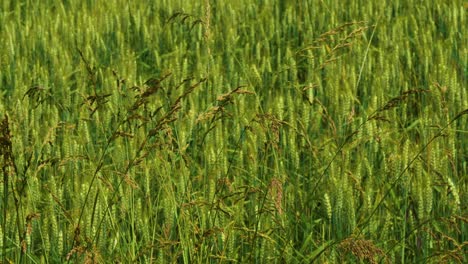 green grass moving in the wind in the italian countryside