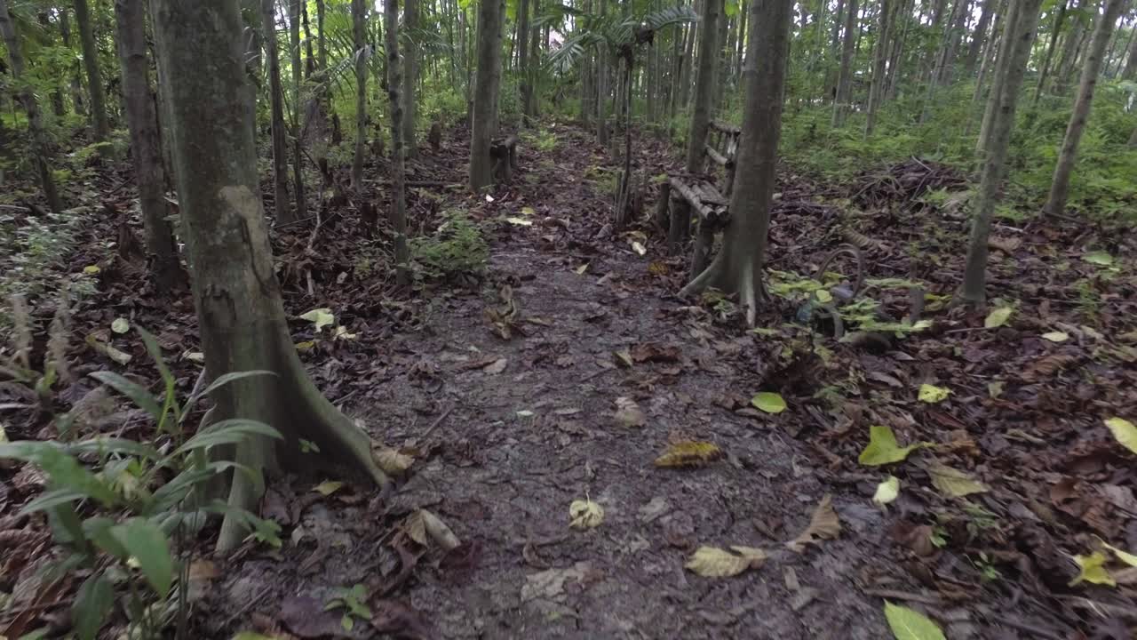 point of view, walking in a tropical forest