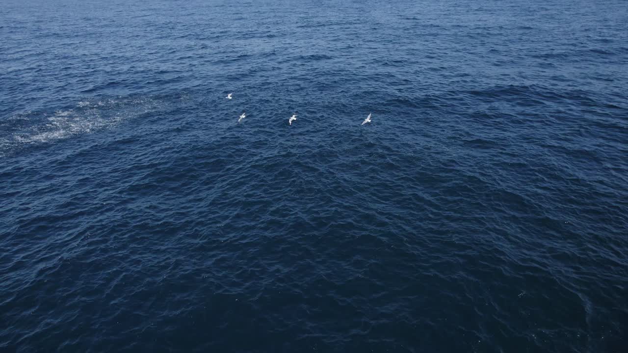 School Of Fish And Seagulls In NSW, Australia - Drone Shot