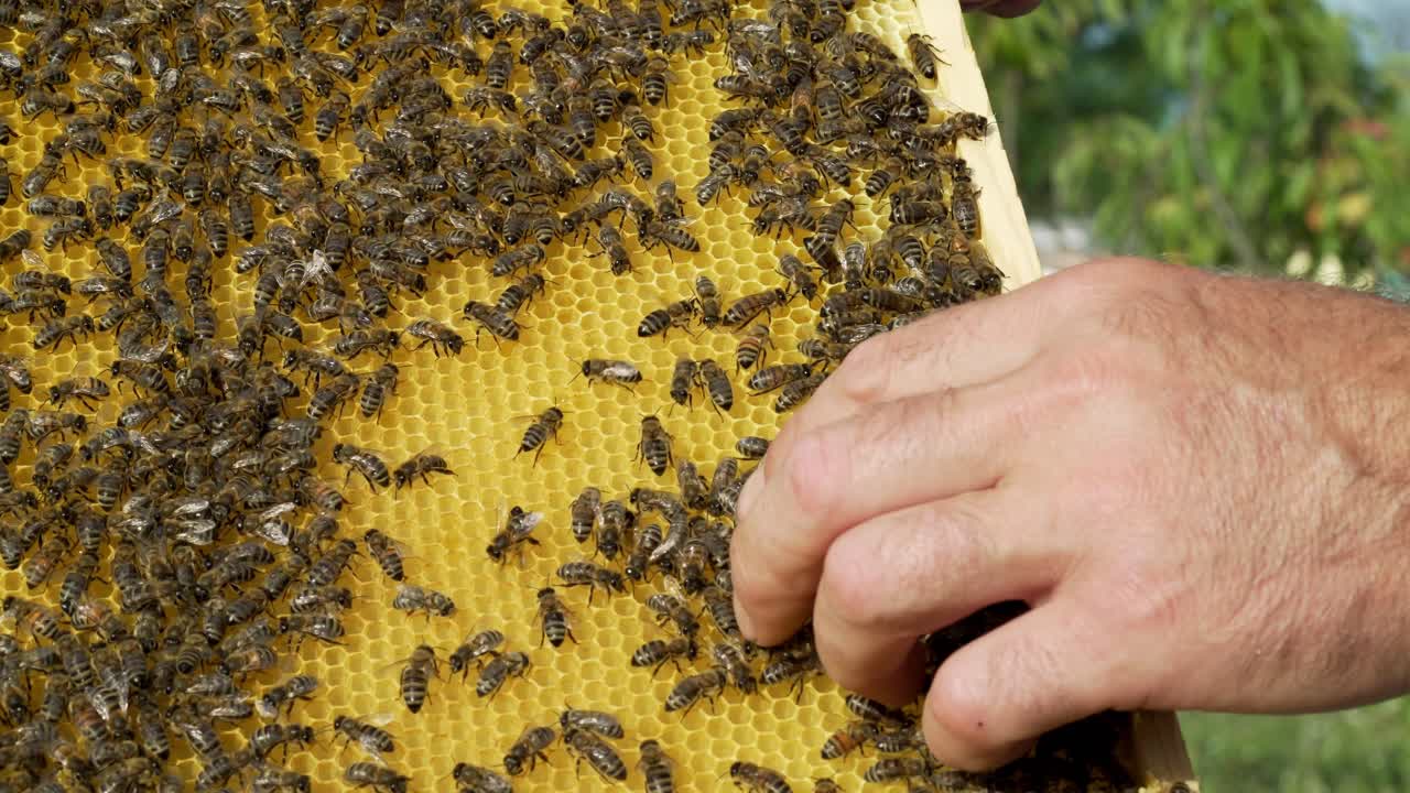 Barehanded male on a new frame with bees crawling outdoors. The beekeeper with his bare hands is holding a frame with bees.