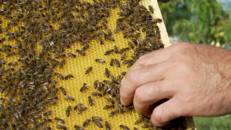 barehanded male on a new frame with bees crawling outdoors. the beekeeper with his bare hands is holding a frame with bees.