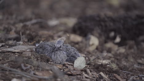 dos polluelos de paloma de luto asustados se sientan en el suelo