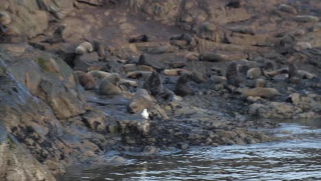 Großer-Seebärenharem,-Der-über-Einer-Felsigen-Insel-Im-Beagle-Kanal-Schläft