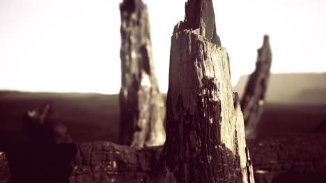 charred tree stumps in a barren landscape at sunset