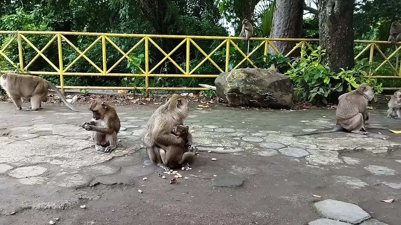 monos en petilasan sunan kalijaga, cirebon, indonesia