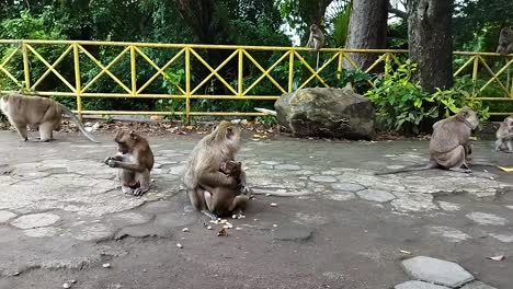 Monkeys-in-petilasan-sunan-kalijaga,-Cirebon,-Indonesia