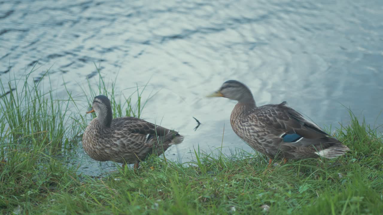 Two mallard ducks standing on river shoreline preening. MEDIUM SHOT. REAL TIME