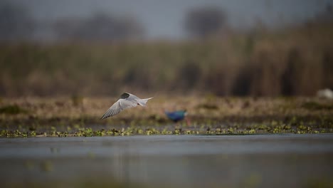 the river tern hunting in lake