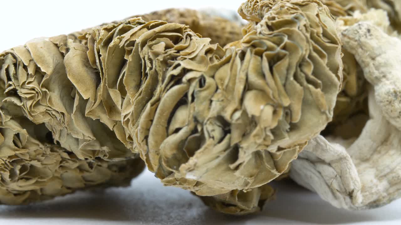 마법의 버섯 또는 실로시빈 환각제라고도 알려진 말린 쉬룸의 질감에 대한 매크로 세부 샷