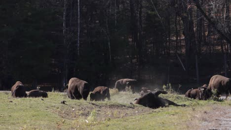 bison-male-bull-rolling-in-dirt-slow-motion-dusty