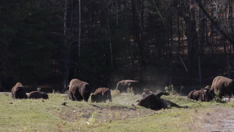 bison male bull rolling in dirt slow motion dusty