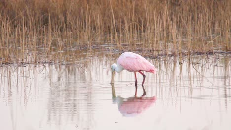 roseate spoonbill feeding on calm still water by moving bill back and forth