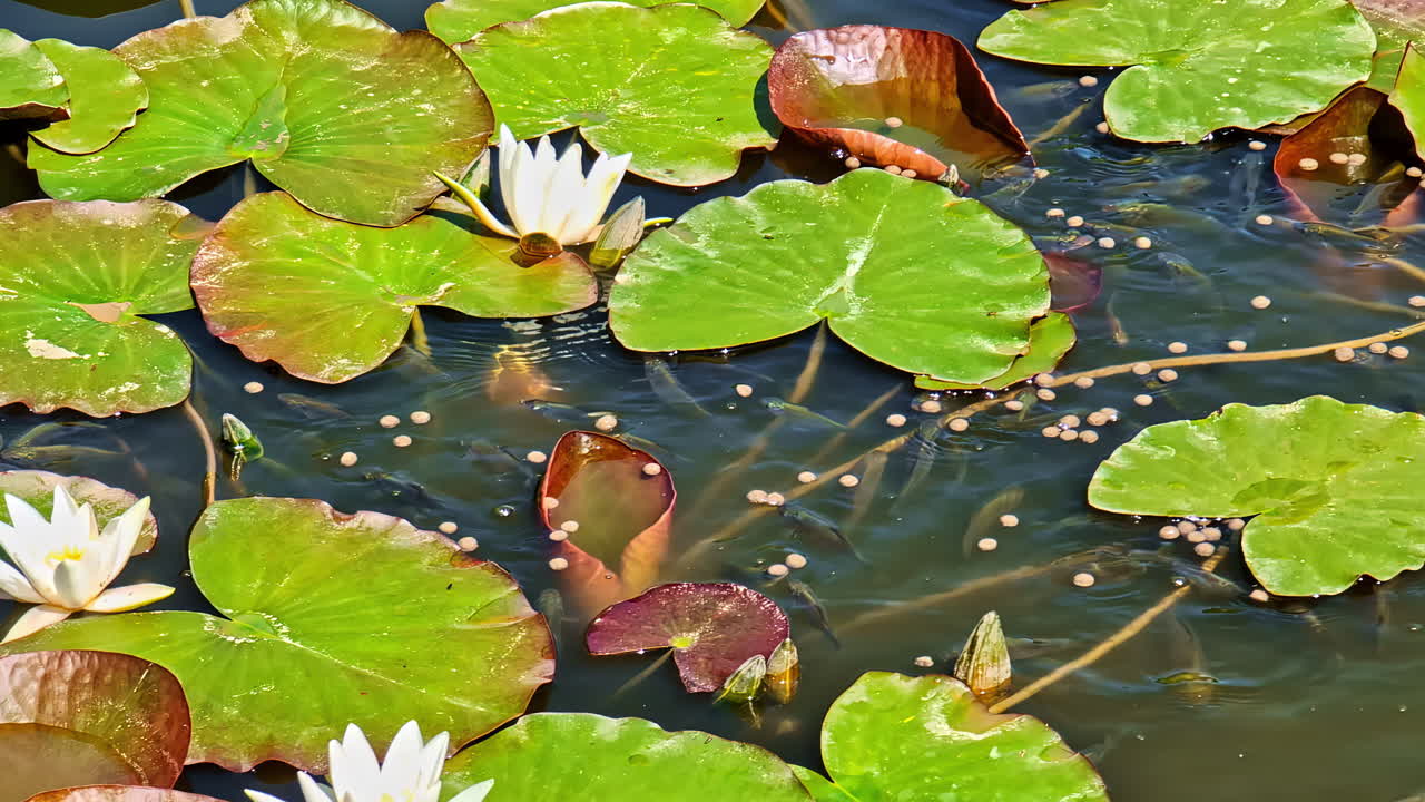 Fish swim and feed among water lilies with white flowers on the surface of the water
